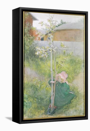 Appleblossom, 1894-Carl Larsson-Framed Stretched Canvas