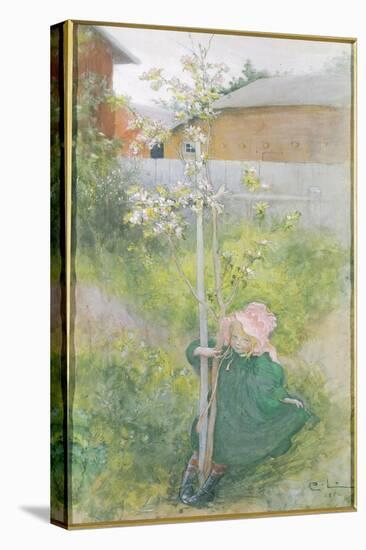 Appleblossom, 1894-Carl Larsson-Stretched Canvas