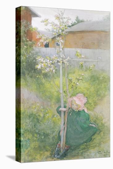 Appleblossom, 1894-Carl Larsson-Stretched Canvas