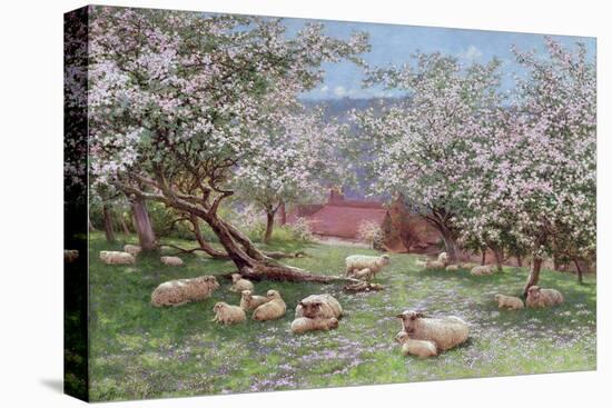 Appleblossom-William Biscombe Gardner-Stretched Canvas