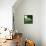 Applepicking-Nancy Tillman-Framed Stretched Canvas displayed on a wall