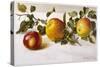 Apples and a Bit of Foliage-Moettler-Stretched Canvas