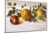 Apples and a Bit of Foliage-Moettler-Mounted Art Print