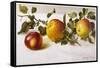 Apples and a Bit of Foliage-Moettler-Framed Stretched Canvas