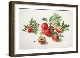 Apples and a Rose-Carlos Von Riefel-Framed Art Print