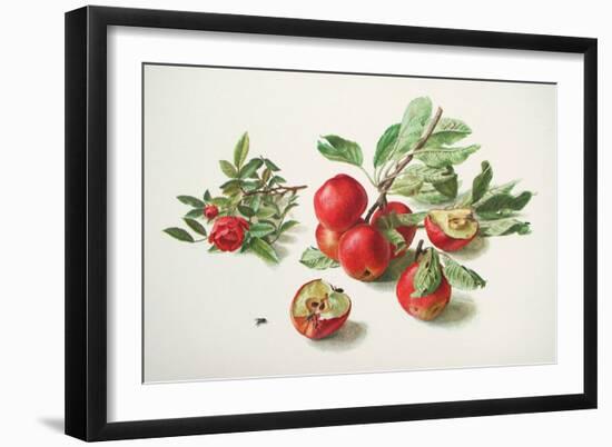 Apples and a Rose-Carlos Von Riefel-Framed Art Print