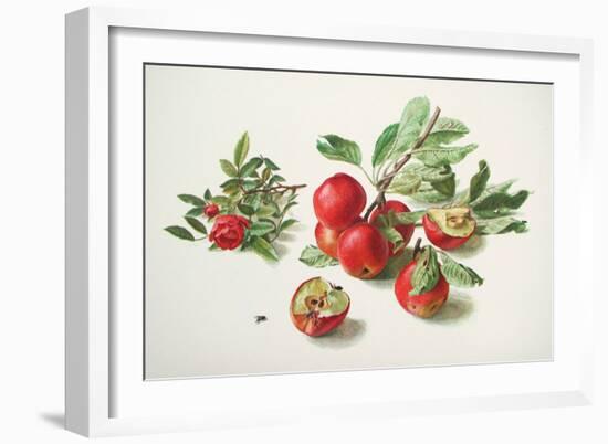 Apples and a Rose-Carlos Von Riefel-Framed Art Print