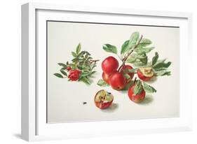 Apples and a Rose-Carlos Von Riefel-Framed Art Print