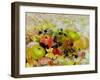 Apples and Blackberries on Autumn Leaves-Joan Thewsey-Framed Giclee Print