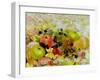 Apples and Blackberries on Autumn Leaves-Joan Thewsey-Framed Giclee Print