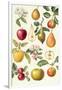 Apples and Pears-Elizabeth Rice-Framed Giclee Print