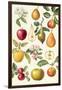 Apples and Pears-Elizabeth Rice-Framed Giclee Print