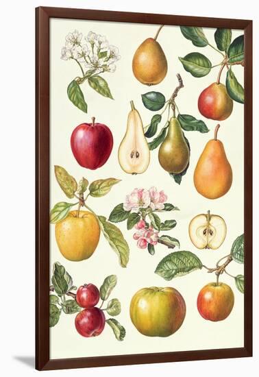 Apples and Pears-Elizabeth Rice-Framed Giclee Print