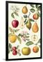 Apples and Pears-Elizabeth Rice-Framed Giclee Print