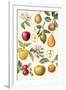 Apples and Pears-Elizabeth Rice-Framed Giclee Print