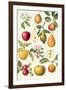 Apples and Pears-Elizabeth Rice-Framed Giclee Print