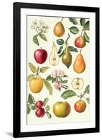 Apples and Pears-Elizabeth Rice-Framed Giclee Print