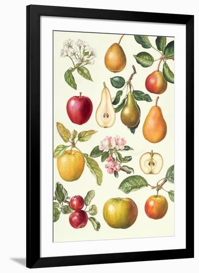 Apples and Pears-Elizabeth Rice-Framed Giclee Print