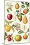Apples and Pears-Elizabeth Rice-Mounted Giclee Print