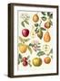 Apples and Pears-Elizabeth Rice-Framed Giclee Print