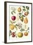 Apples and Pears-Elizabeth Rice-Framed Giclee Print