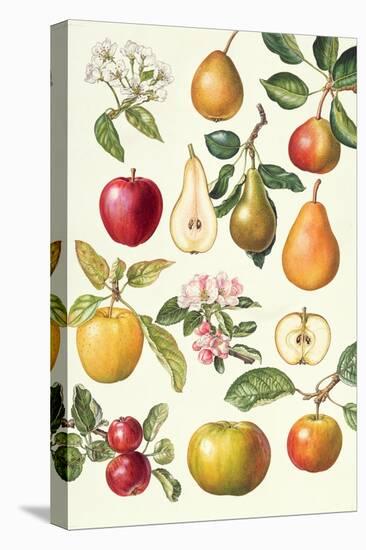 Apples and Pears-Elizabeth Rice-Stretched Canvas