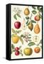 Apples and Pears-Elizabeth Rice-Framed Stretched Canvas