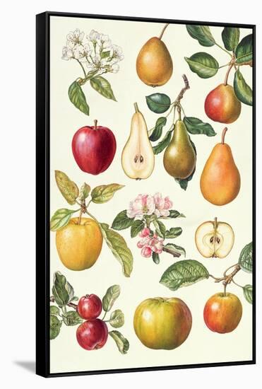 Apples and Pears-Elizabeth Rice-Framed Stretched Canvas
