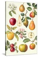 Apples and Pears-Elizabeth Rice-Stretched Canvas