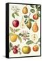 Apples and Pears-Elizabeth Rice-Framed Stretched Canvas