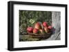 Apples, Basket, Exterior, Old Tree Trunk-Andrea Haase-Framed Photographic Print