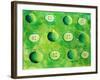 Apples in Halves, 2006-Julie Nicholls-Framed Giclee Print