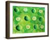 Apples in Halves, 2006-Julie Nicholls-Framed Giclee Print