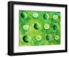 Apples in Halves, 2006-Julie Nicholls-Framed Giclee Print