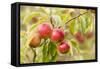 Apples (Malus Domestica) Growing in Traditional Orchard at Cotehele Nt Property, Cornwall, UK-Ross Hoddinott-Framed Stretched Canvas