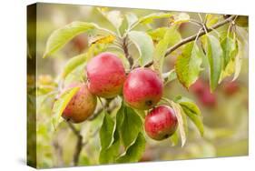 Apples (Malus Domestica) Growing in Traditional Orchard at Cotehele Nt Property, Cornwall, UK-Ross Hoddinott-Stretched Canvas