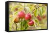 Apples (Malus Domestica) Growing in Traditional Orchard at Cotehele Nt Property, Cornwall, UK-Ross Hoddinott-Framed Stretched Canvas