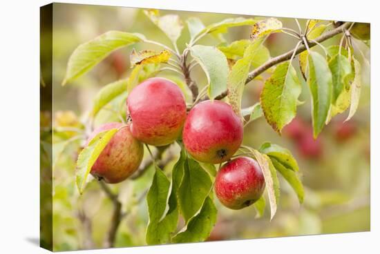 Apples (Malus Domestica) Growing in Traditional Orchard at Cotehele Nt Property, Cornwall, UK-Ross Hoddinott-Stretched Canvas