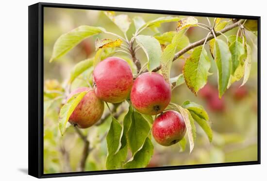 Apples (Malus Domestica) Growing in Traditional Orchard at Cotehele Nt Property, Cornwall, UK-Ross Hoddinott-Framed Stretched Canvas