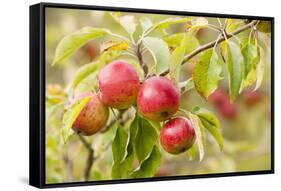 Apples (Malus Domestica) Growing in Traditional Orchard at Cotehele Nt Property, Cornwall, UK-Ross Hoddinott-Framed Stretched Canvas