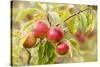 Apples (Malus Domestica) Growing in Traditional Orchard at Cotehele Nt Property, Cornwall, UK-Ross Hoddinott-Stretched Canvas