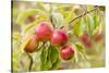 Apples (Malus Domestica) Growing in Traditional Orchard at Cotehele Nt Property, Cornwall, UK-Ross Hoddinott-Stretched Canvas