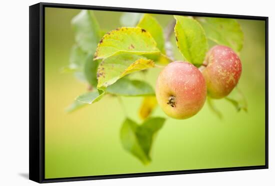 Apples (Malus Domestica) Growing in Traditional Orchard at Cotehele Nt Property, Cornwall, UK-Ross Hoddinott-Framed Stretched Canvas