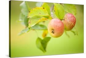 Apples (Malus Domestica) Growing in Traditional Orchard at Cotehele Nt Property, Cornwall, UK-Ross Hoddinott-Stretched Canvas