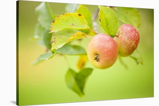 Apples (Malus Domestica) Growing in Traditional Orchard at Cotehele Nt Property, Cornwall, UK-Ross Hoddinott-Stretched Canvas
