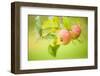 Apples (Malus Domestica) Growing in Traditional Orchard at Cotehele Nt Property, Cornwall, UK-Ross Hoddinott-Framed Premium Photographic Print