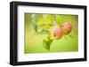 Apples (Malus Domestica) Growing in Traditional Orchard at Cotehele Nt Property, Cornwall, UK-Ross Hoddinott-Framed Premium Photographic Print