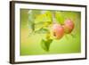 Apples (Malus Domestica) Growing in Traditional Orchard at Cotehele Nt Property, Cornwall, UK-Ross Hoddinott-Framed Photographic Print