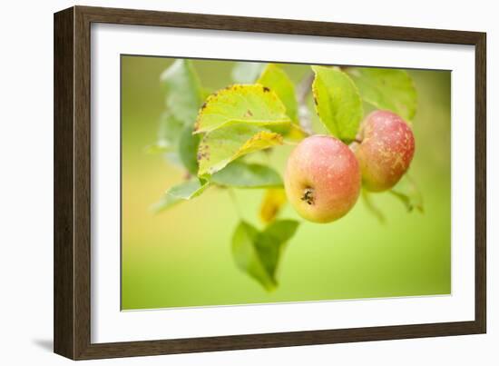 Apples (Malus Domestica) Growing in Traditional Orchard at Cotehele Nt Property, Cornwall, UK-Ross Hoddinott-Framed Photographic Print