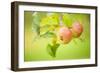 Apples (Malus Domestica) Growing in Traditional Orchard at Cotehele Nt Property, Cornwall, UK-Ross Hoddinott-Framed Photographic Print